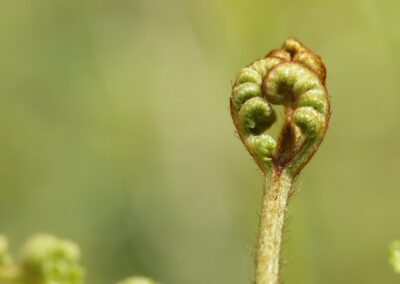 Adelaarsvaren (Pteridium aquilinum) | Vaals