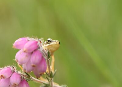 Bruine kikker | De Lutte, landgoed Duivelshof