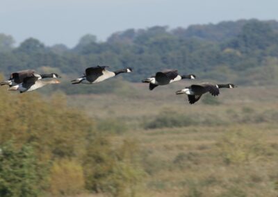 Canadese ganzen in flyby langs de toren | Munster, vogelschutzgebiet Rieselfelder