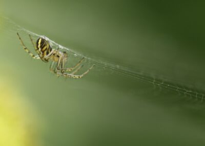 Driestreepspin in Vrouwenmantel | Hengelo