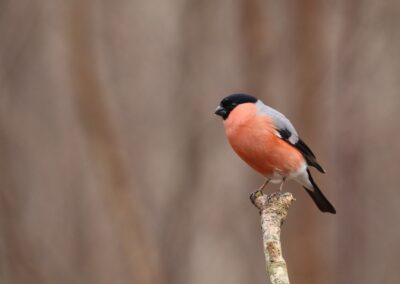 Goudvink (man) | Emmen, HJ-fotohut