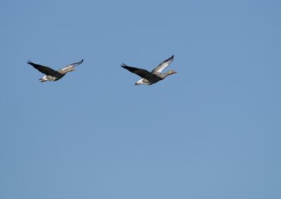 Grauwe gans, synchroon vliegen | Munster, Rieselfelder (De)