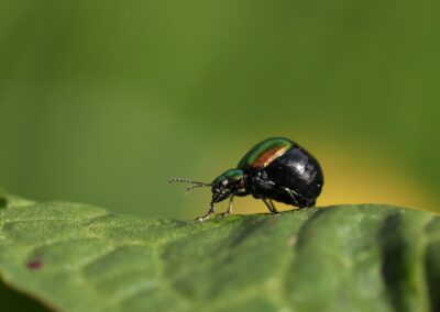 Grote goudhaan | Hengelo, landgoed Houtmaat