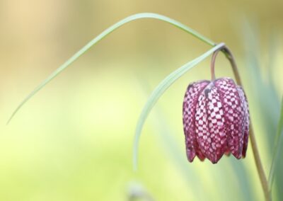 Kievitsbloem (Fritillaria meleagris) paars | Vorden, kasteel Hackfort