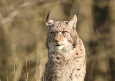 Lynx (portret) | Isselburg, Anholter Sweiz (De)