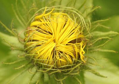 Onbekende plant | Col de Lautaret, Alpe Alpine Botanical Garden (Fr)