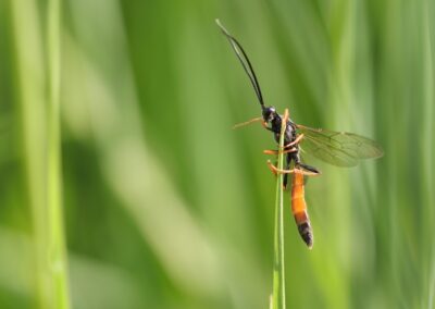 Sluipwesp | Hengelo, landgoed Houtmaat