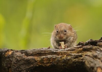 Veldmuis (Microtus arvalis) | Fotohut Han bouwmeester HB1XL