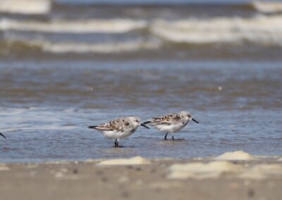 Drieteenstrandlopertjes | Texel, strandpaal 9