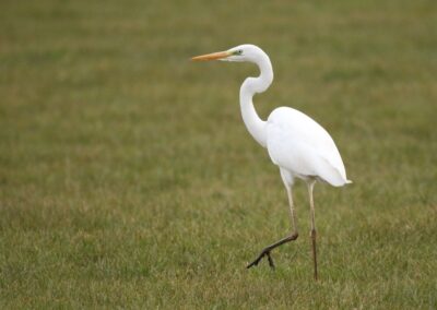 Grote zilverreiger | Markelo