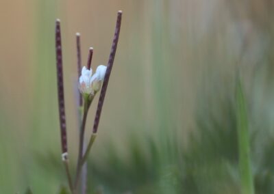 Kleine veldkers | Haaksbergen, landgoed Lankheet