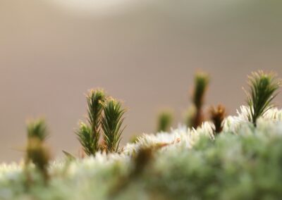 Mossenlandschap met haarmos| Haaksbergen, landgoed Lankheet